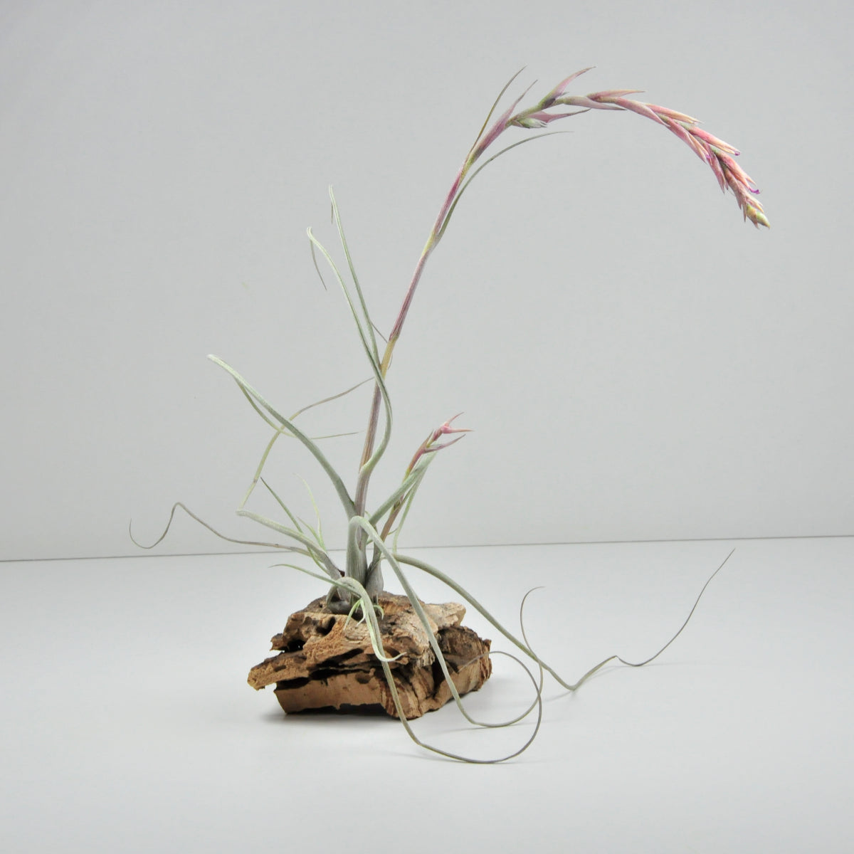 Baileyi Vivipara Tillandsia