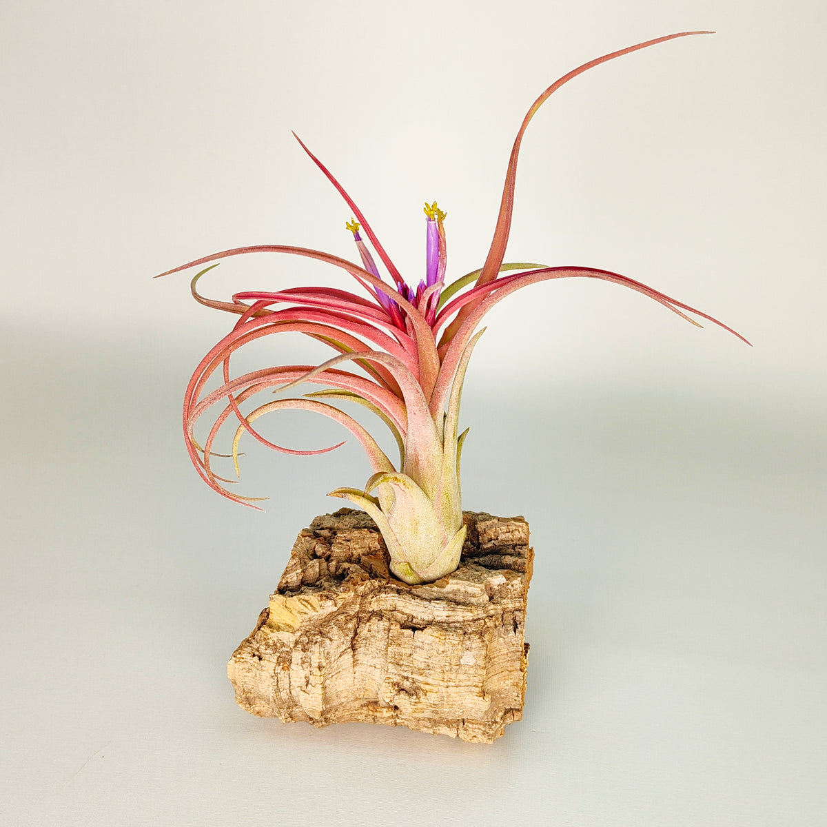 Tillandsia Balbisiana x Caput Medusae XL