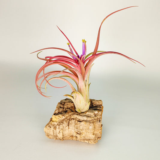 Tillandsia Balbisiana x Caput Medusae XL