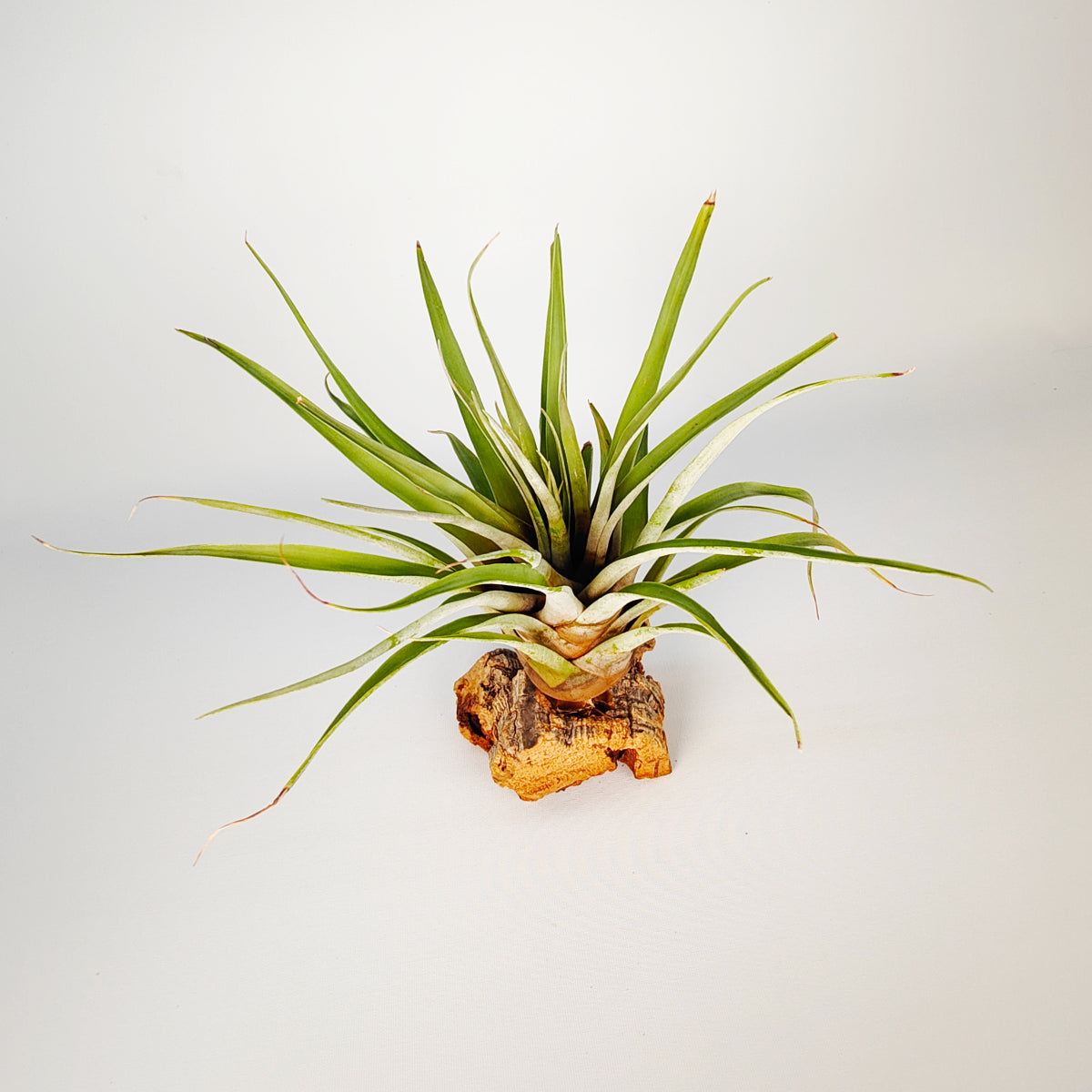 Tillandsia Barthlotti