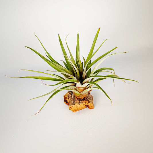 Tillandsia Barthlotti