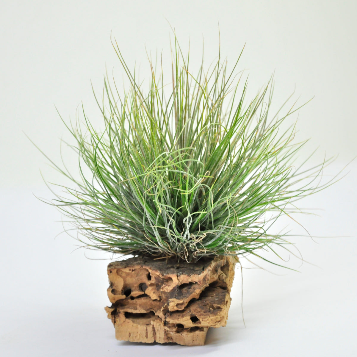 Tillandsia Bartrami Pulk