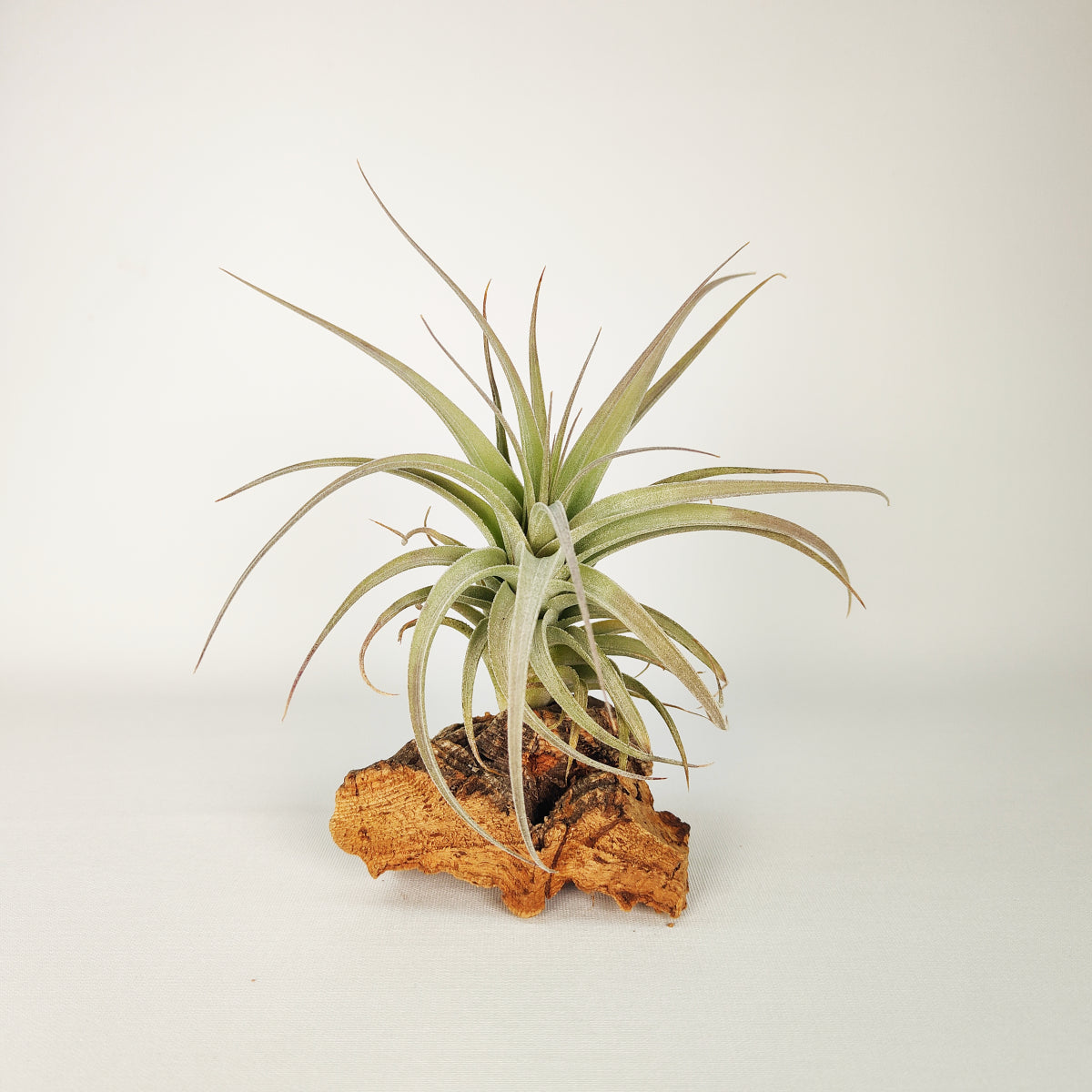 Tillandsia Bergeri X Recurvifolia Subsecundifolia