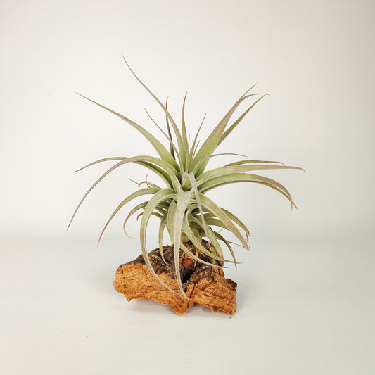 Tillandsia Bergeri X Recurvifolia Subsecundifolia