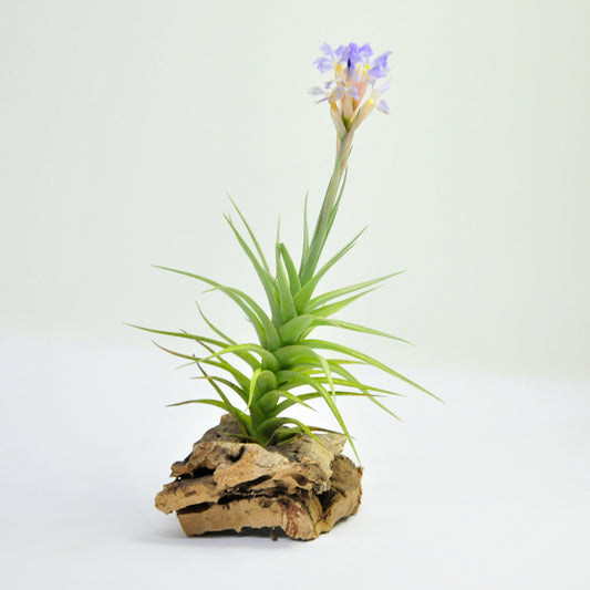 Bergeri Tillandsia