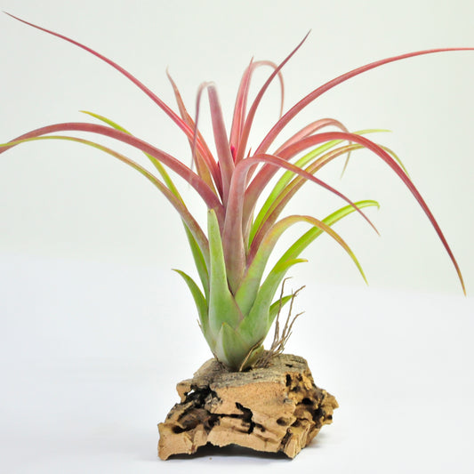 Brachycaulos x Caput-medusae Tillandsia