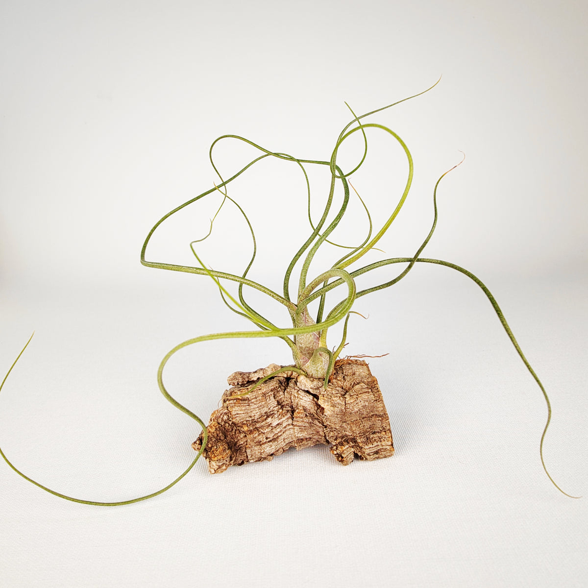 Tillandsia Bulbosa x Butzii