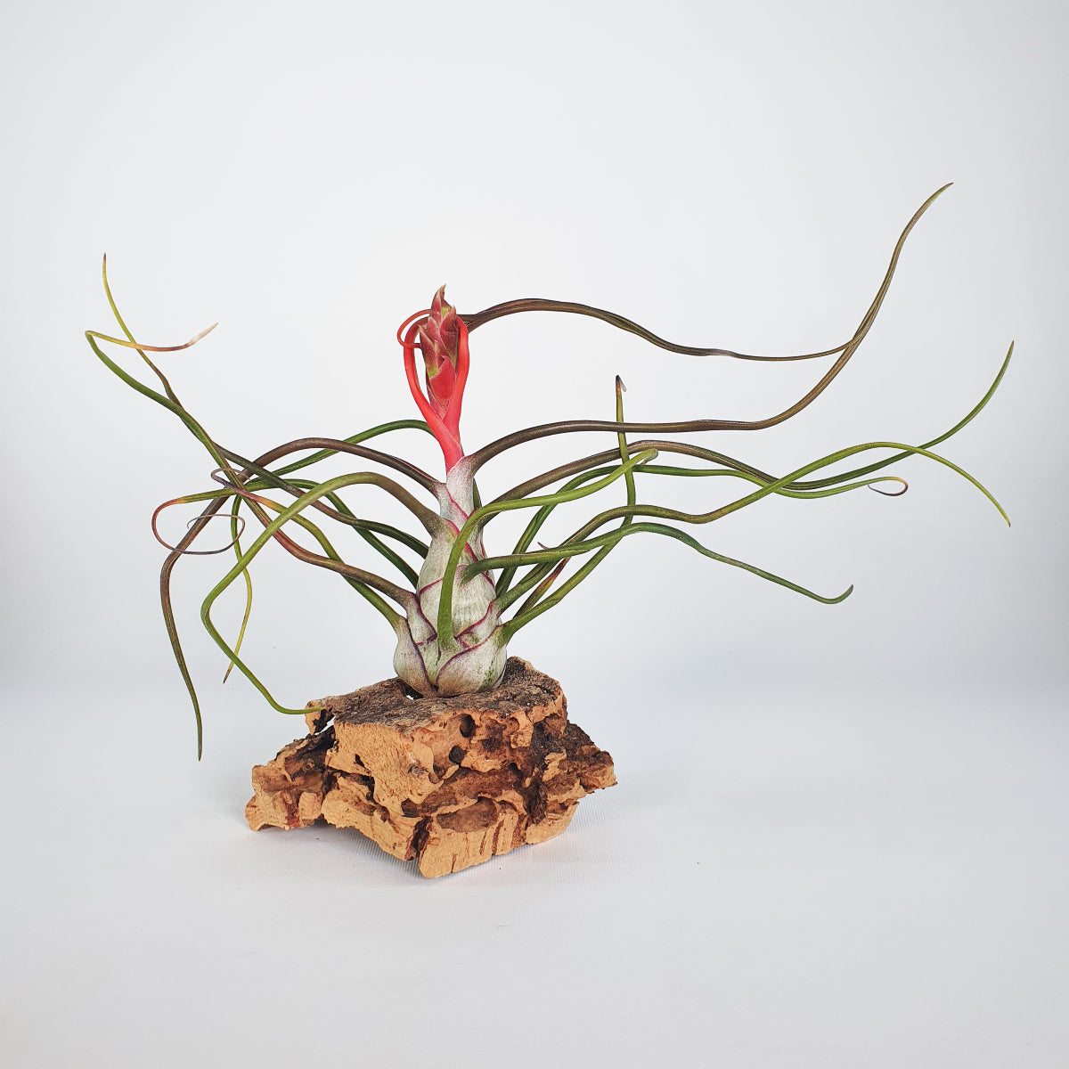 Bulbosa Tillandsia