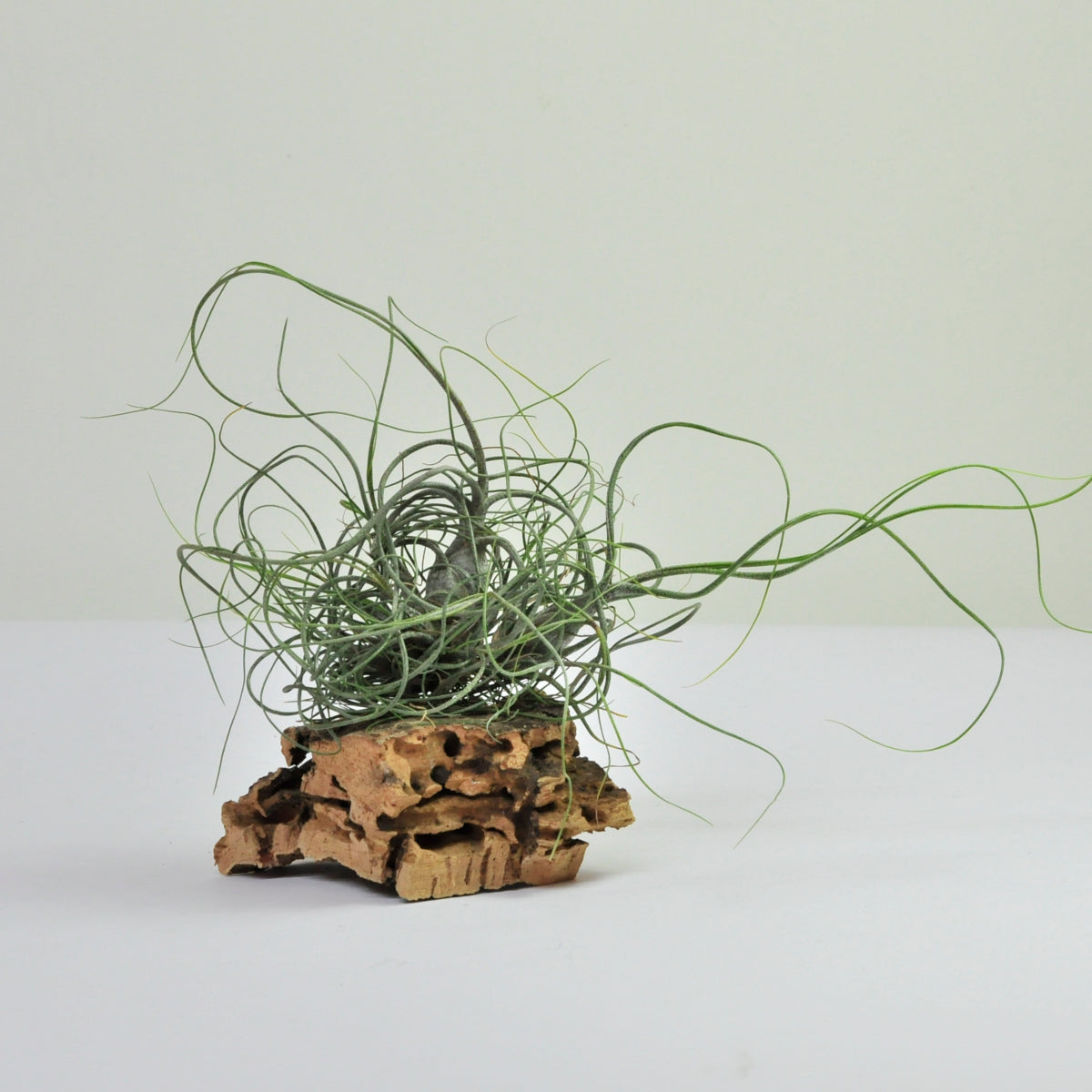 Butzii clump Tillandsia