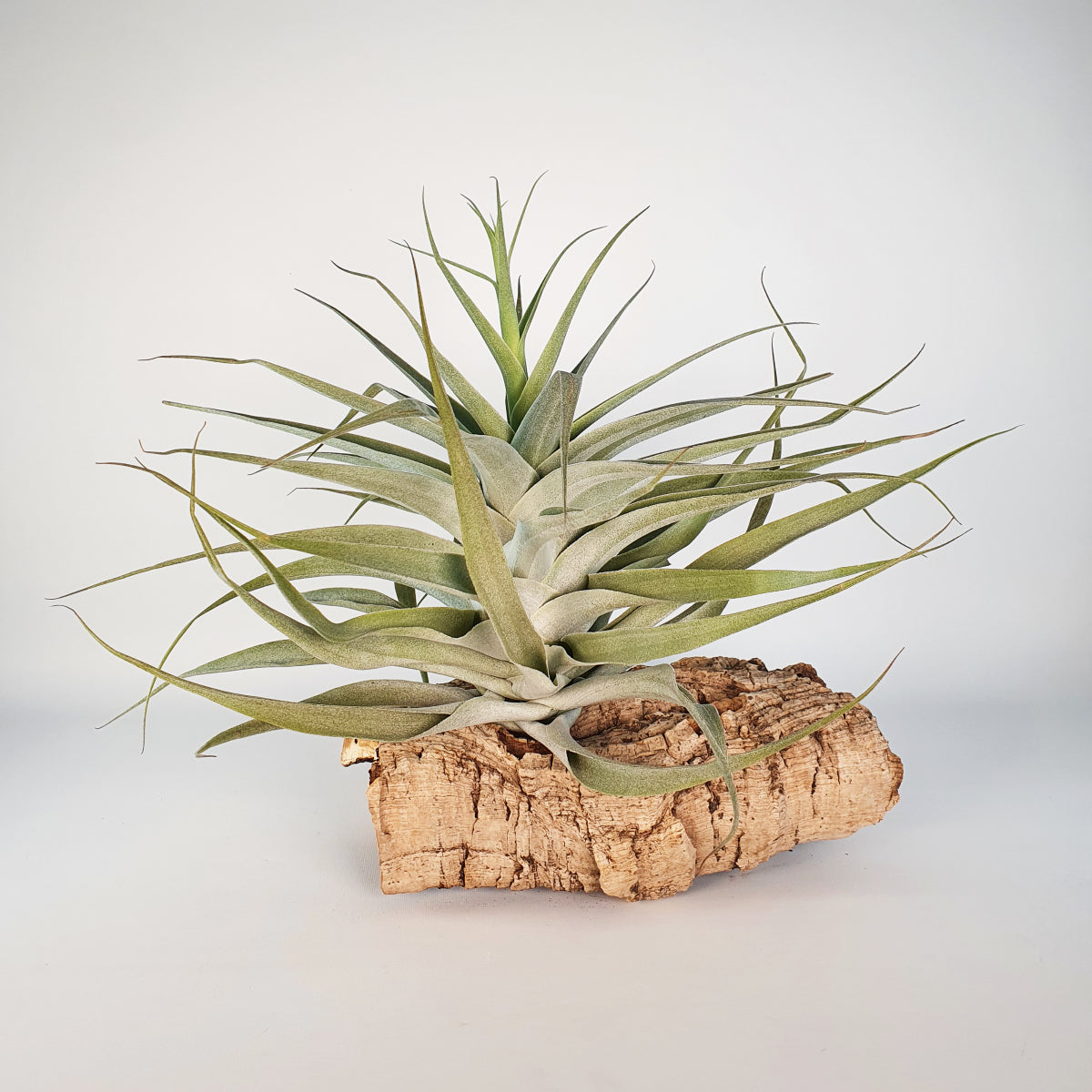 Tillandsia Cacticola Bright Leaf XL