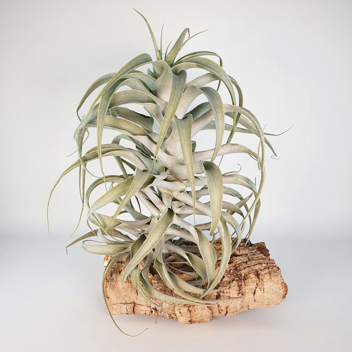 Tillandsia Cacticola Long Form Silver XL