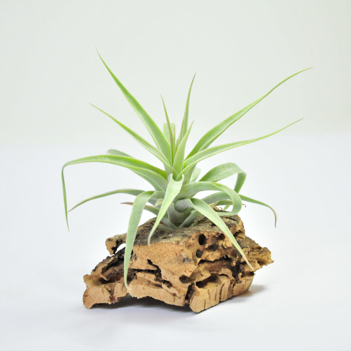 Cacticola Tillandsia