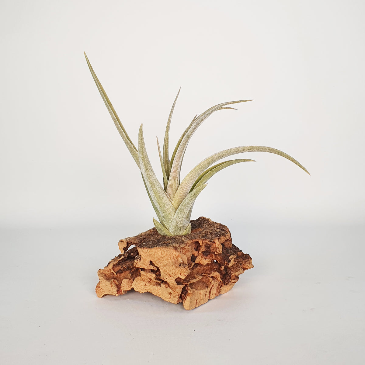 Tillandsia Candy Corn