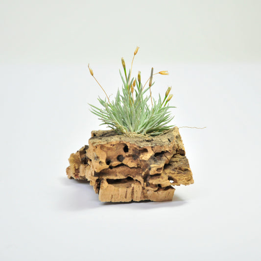 Capillaris Type 4 Clump Tillandsia