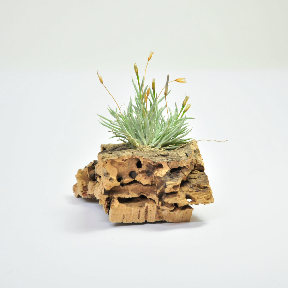 Tillandsia Capillaris Tipo 4 Clump