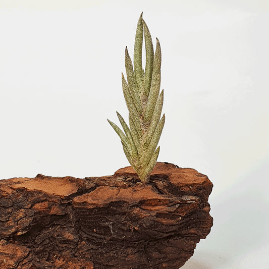 Tillandsia Capillaris Tipo 5