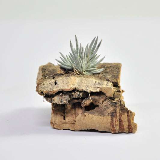 Capillaris Type 5 Clump Tillandsia