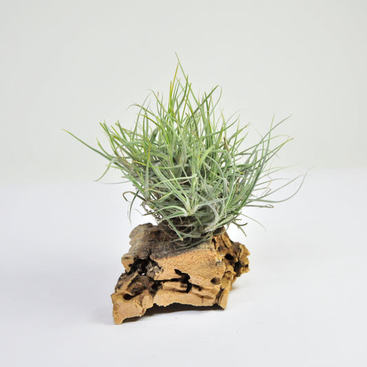 Capillaris Tillandsia Typ 1