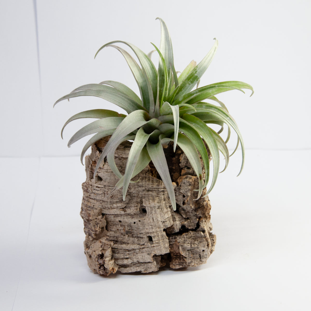 Tillandsia Capitata Dwarf Yellow