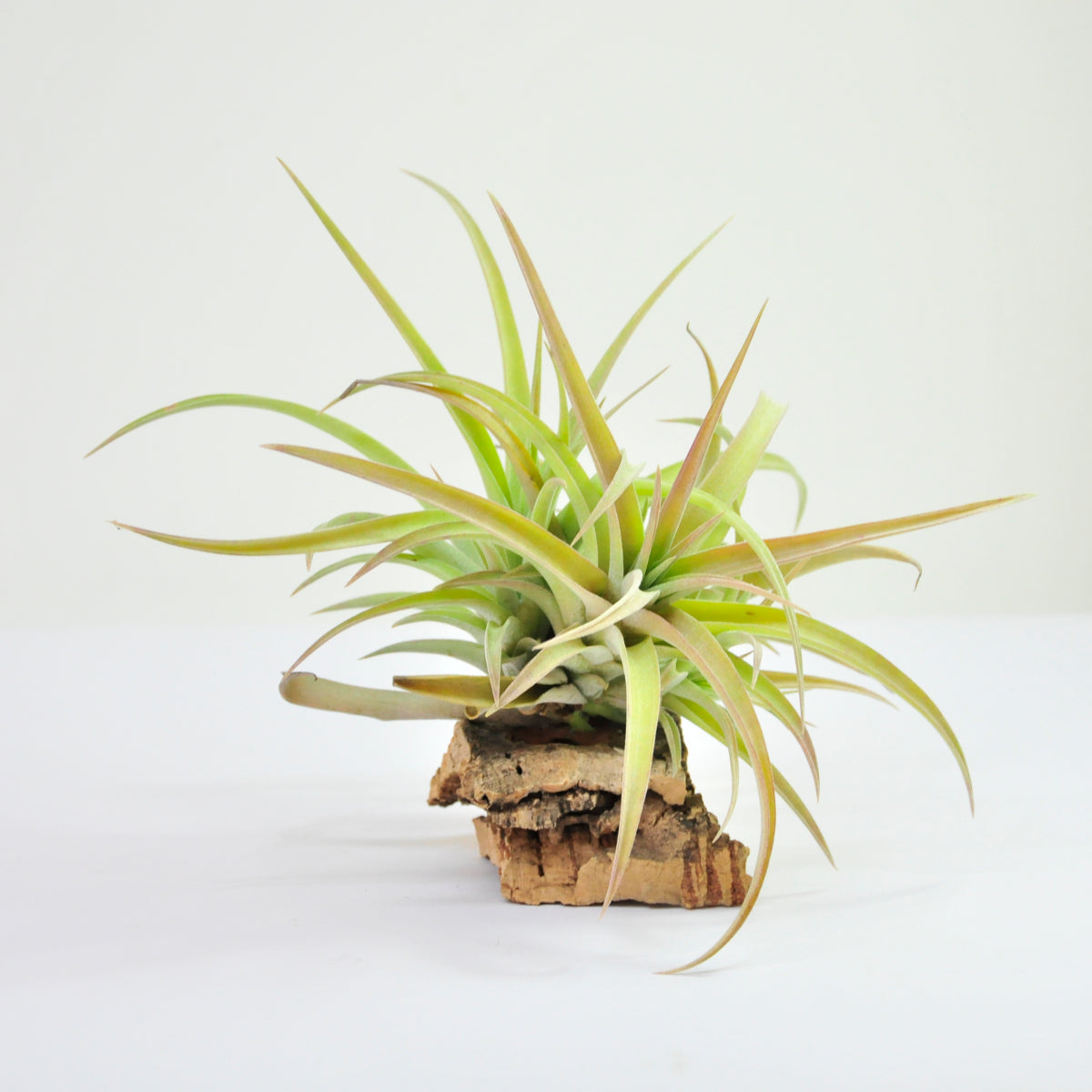 Capitata-Pfirsich Pulk Tillandsia