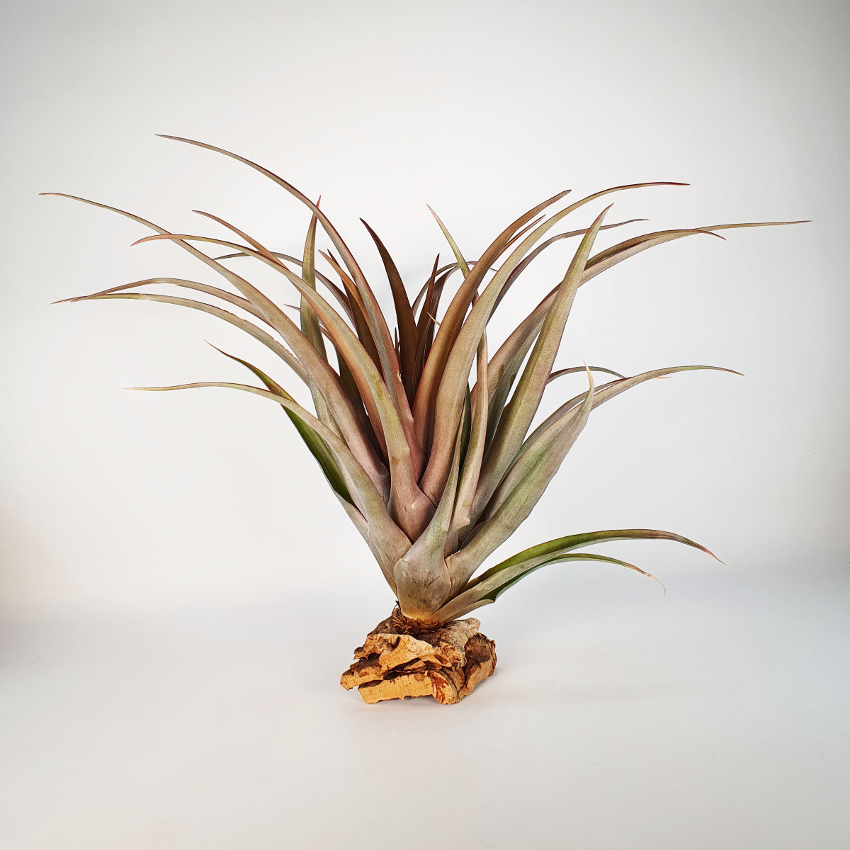 Tillandsia Capitata Red Star