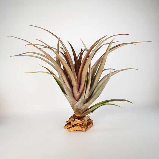 Tillandsia Capitata Red Star