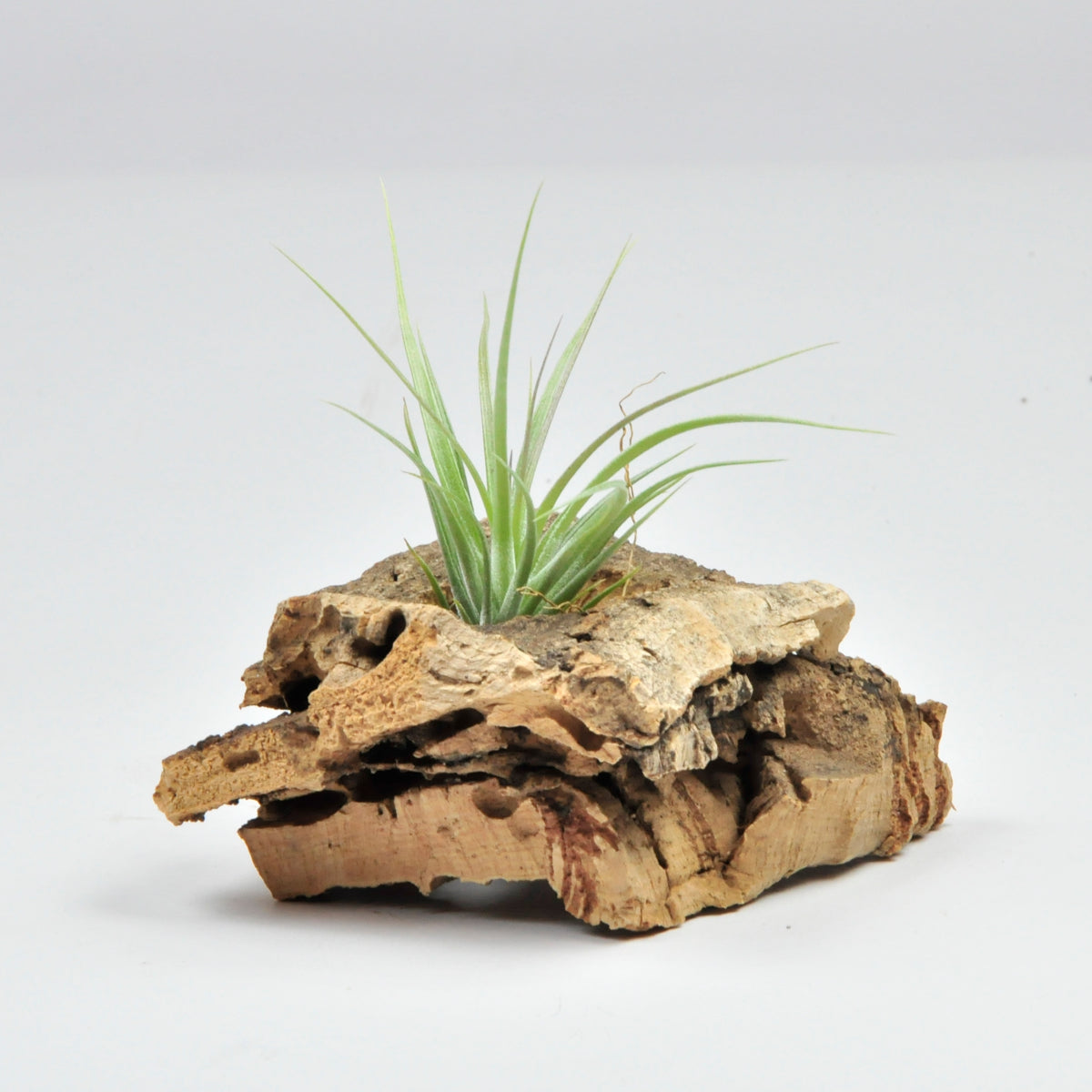 Carminea x Stricta Hart Tillandsia