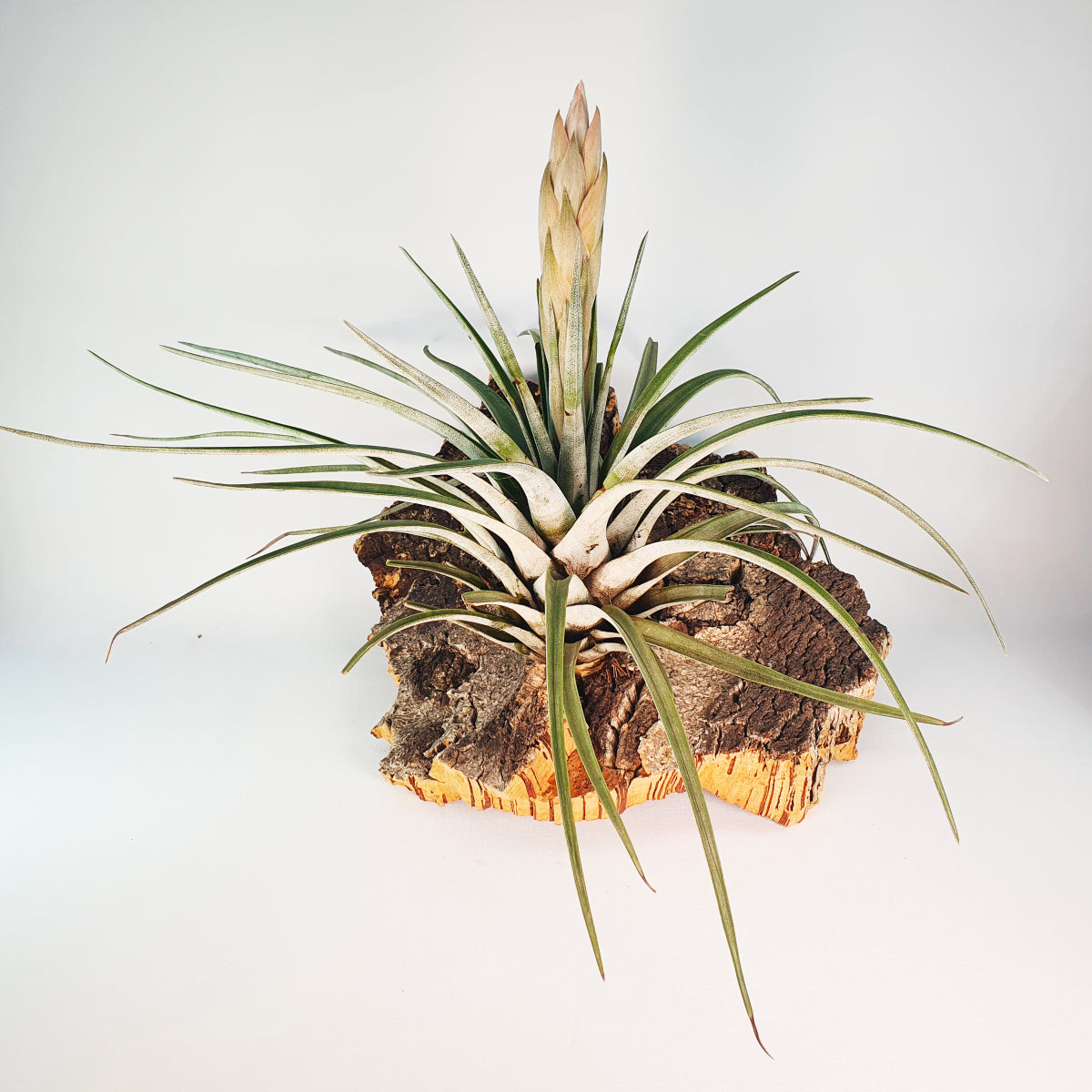 Tillandsia Carrilloi