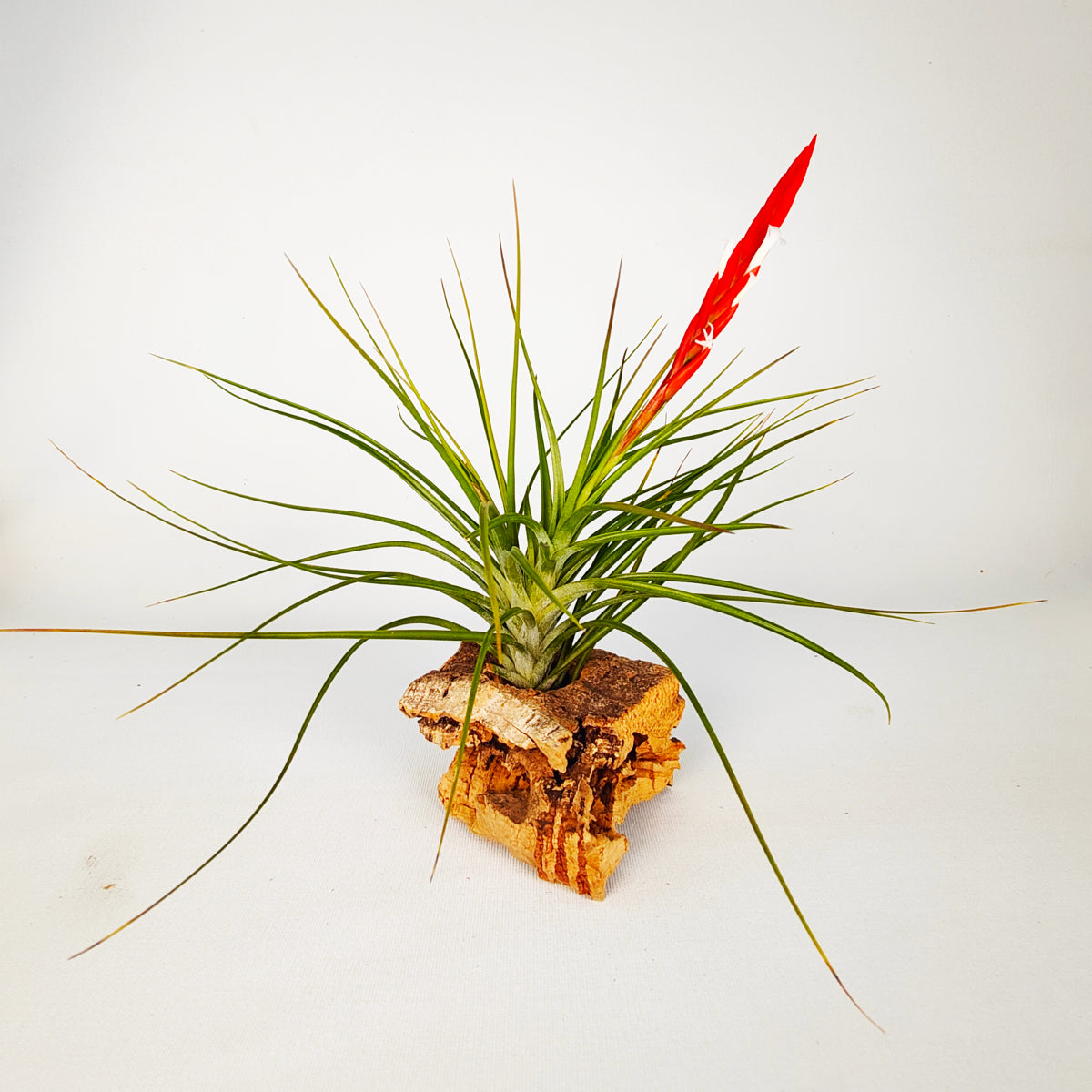 Caulescens Tillandsia