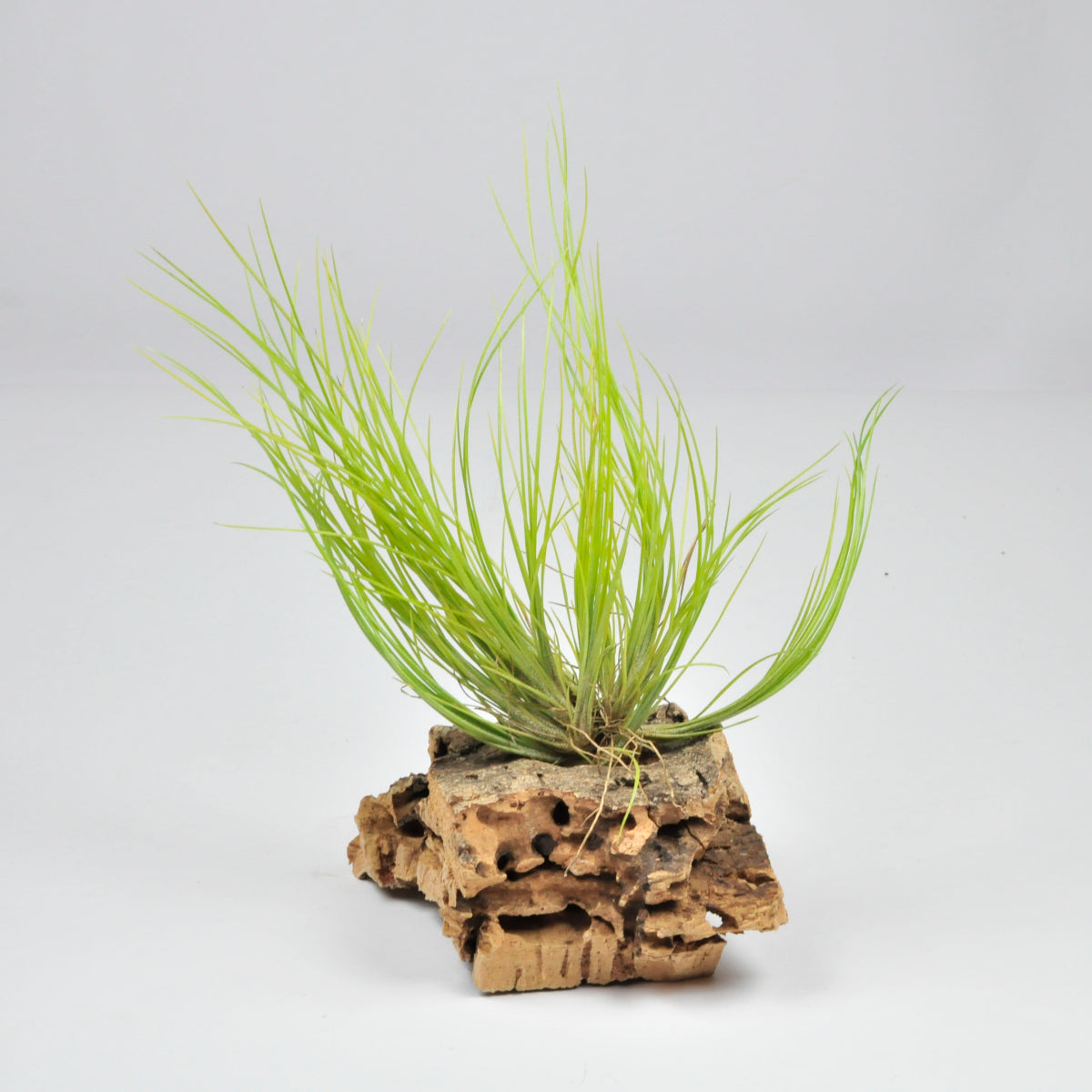 Tillandsia Chaetophylla Pulk