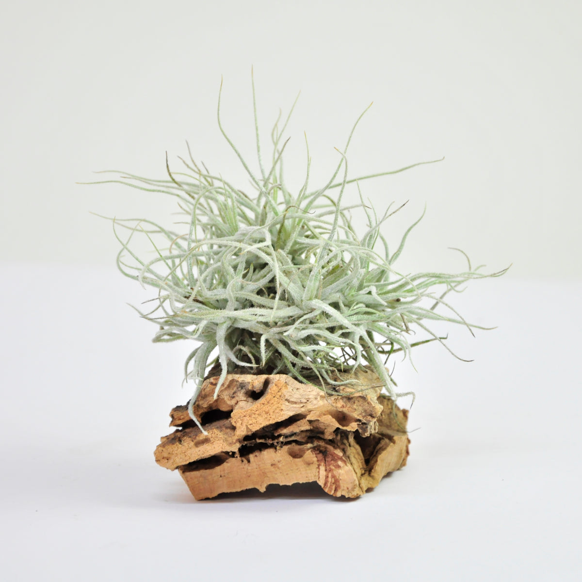 Chusgonensis Pulk Tillandsia