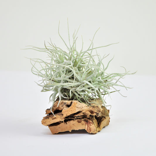 Tillandsia Chusgonensis Pulk