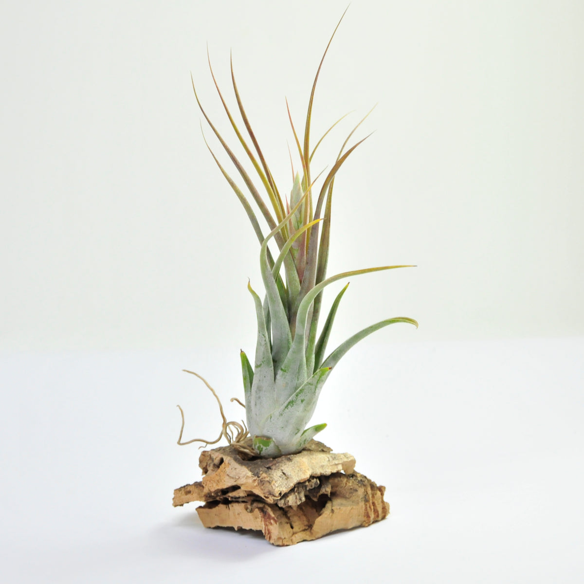 Circinata Tillandsia