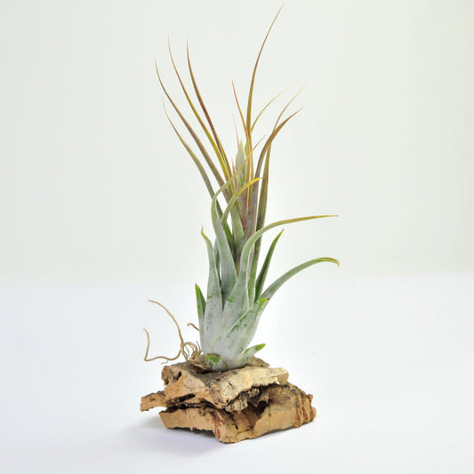 Tillandsia Circinata