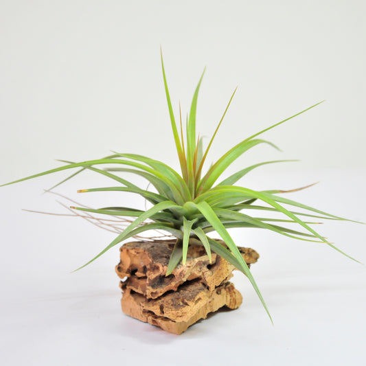Concolor Tillandsia