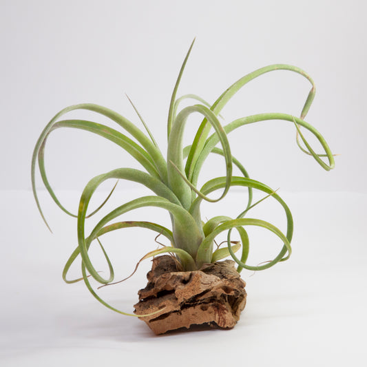 Lockige schlanke Tillandsia