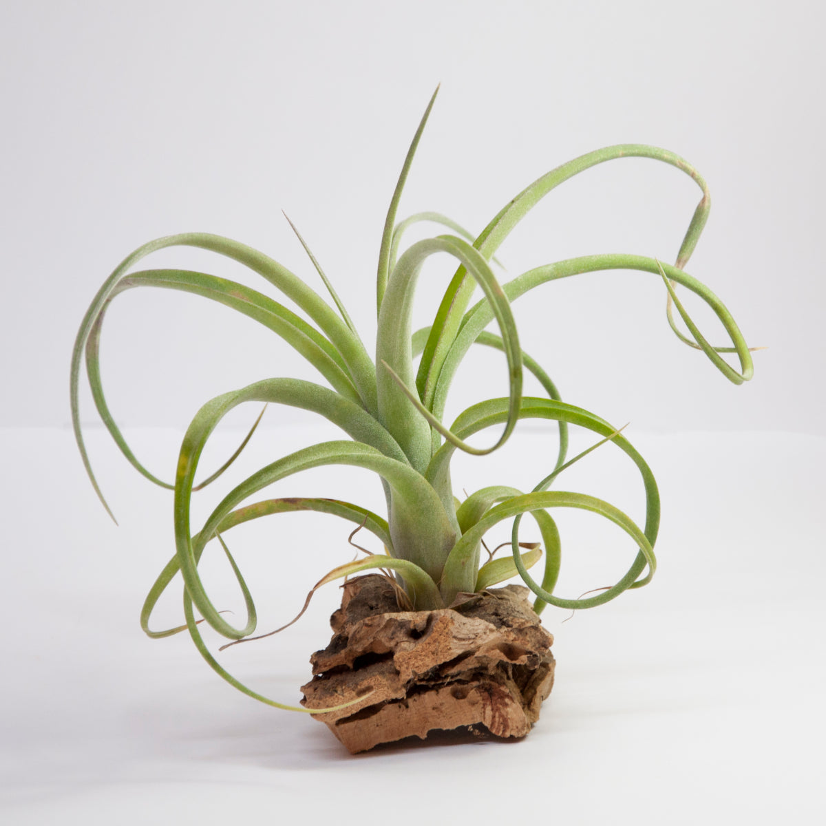 Tillandsia Curly Slim