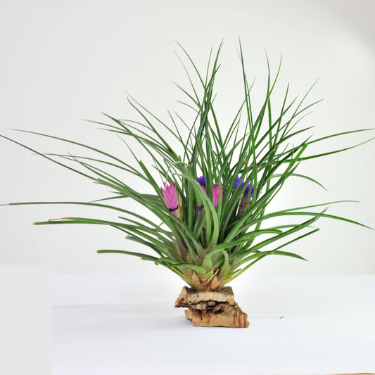 Tillandsia Cyanea Pulk