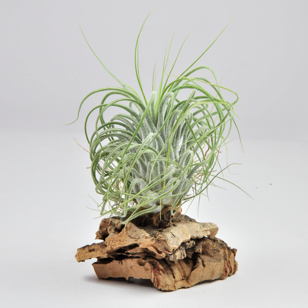 Delicata Tillandsia