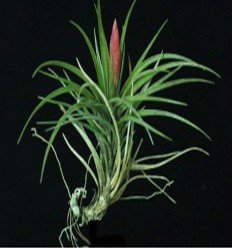 Dura Tillandsia