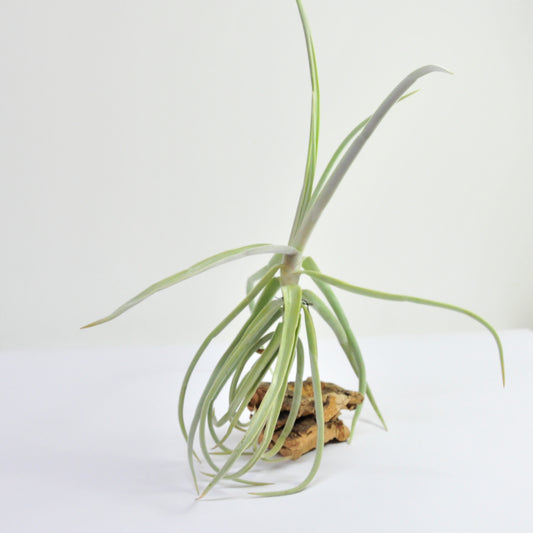 Duratii Tillandsia