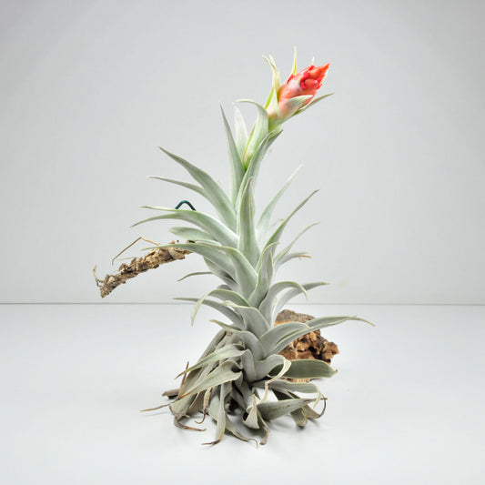 Riesige Edithae Tillandsia