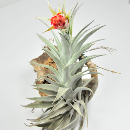 Tillandsia Edithae Giant