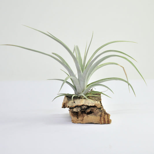 Elizabethae Tillandsia