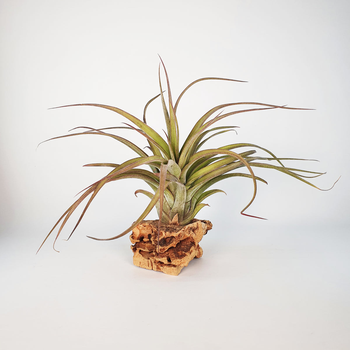 Tillandsia Eric Knobloch