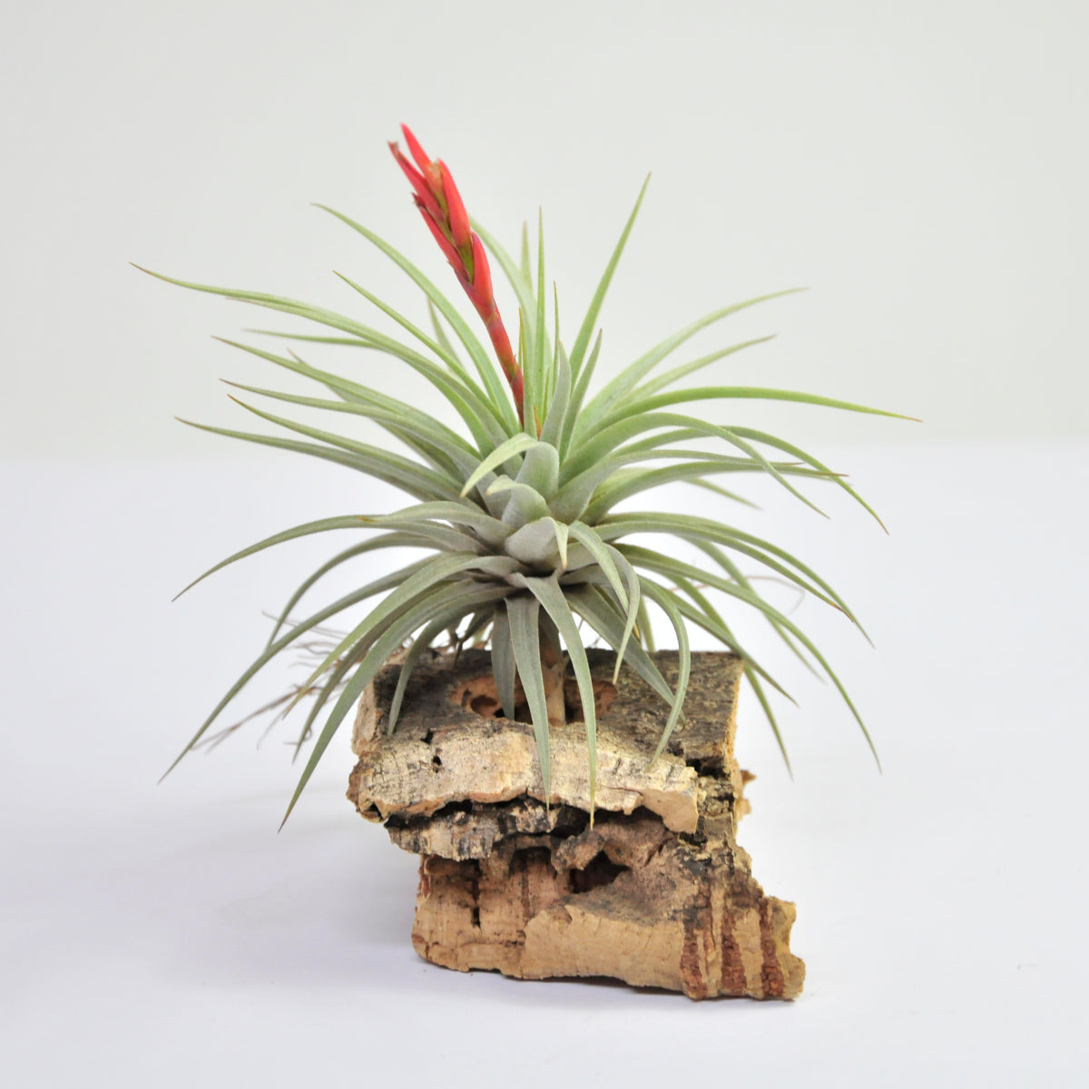 Spinosae Tillandsia