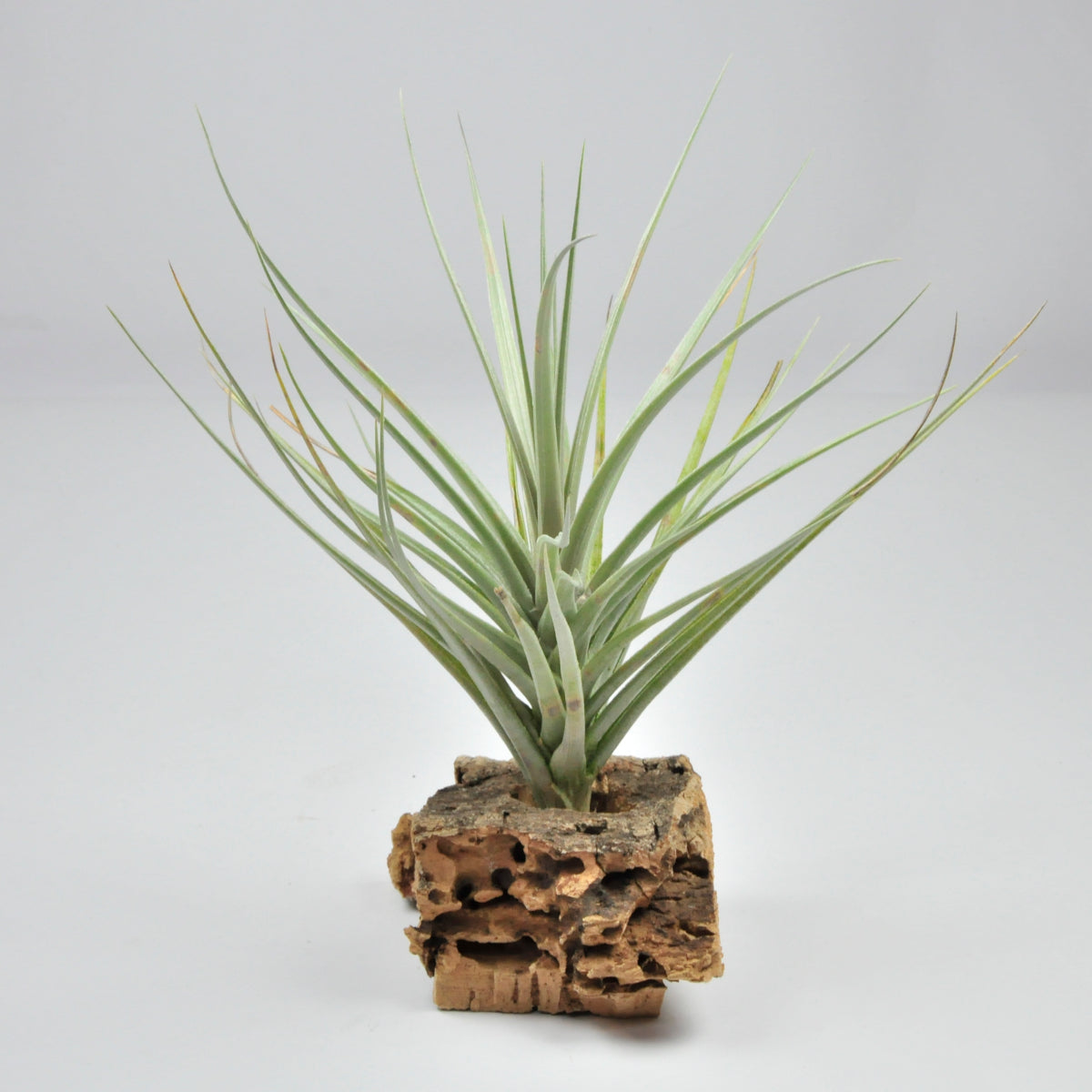 Exselsa Tillandsia