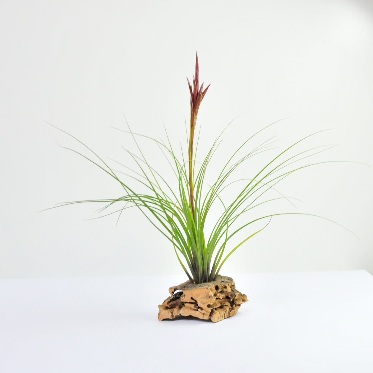 Tillandsia Festucoids