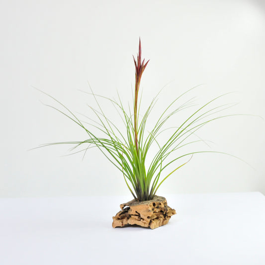 Tillandsia Festucoides