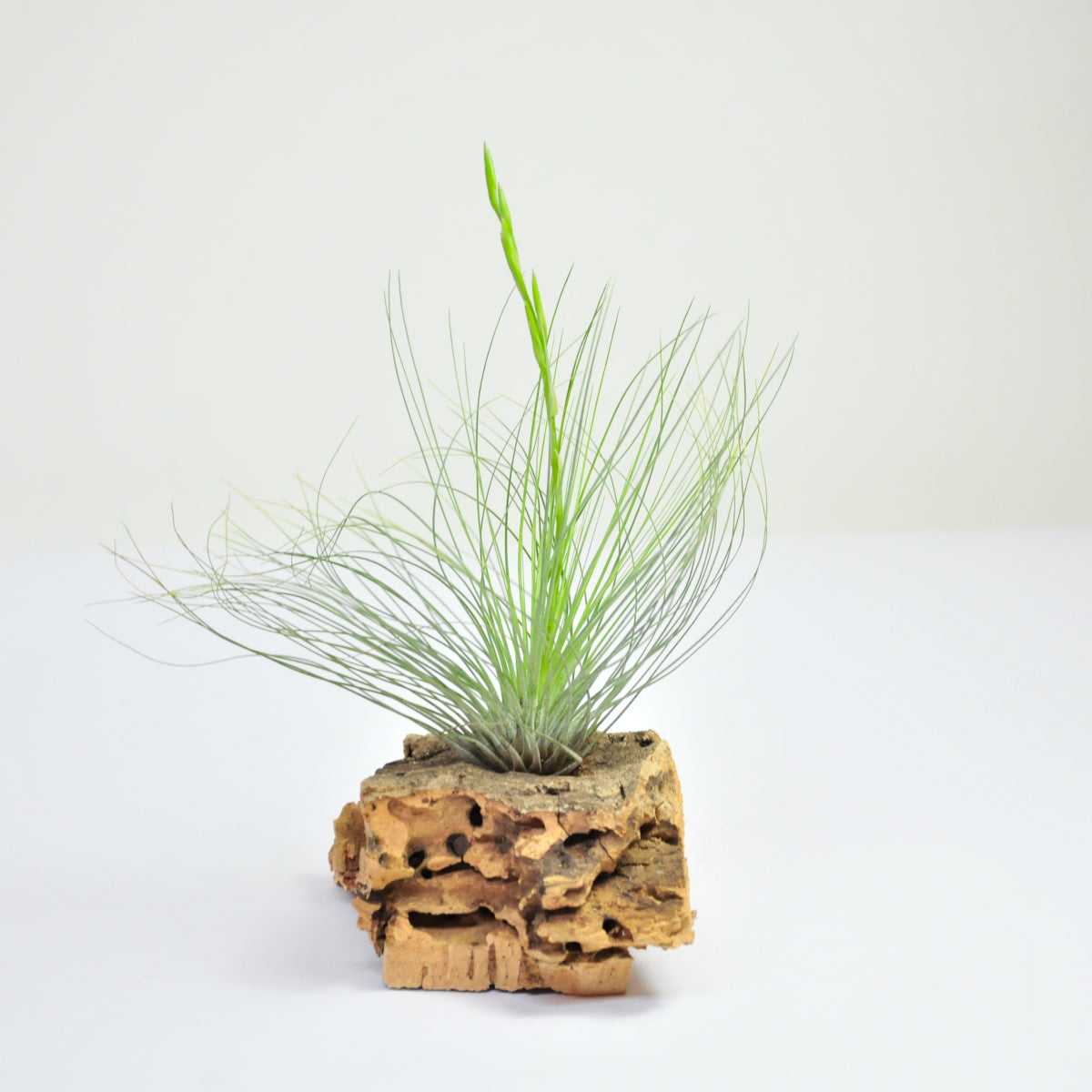 Filifolia Tillandsia